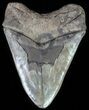 Serrated, Megalodon Tooth - Multi-Colored Blade #64773-1